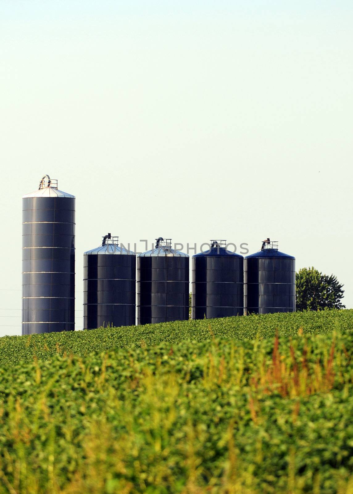 Five silos in a soybean field on farm