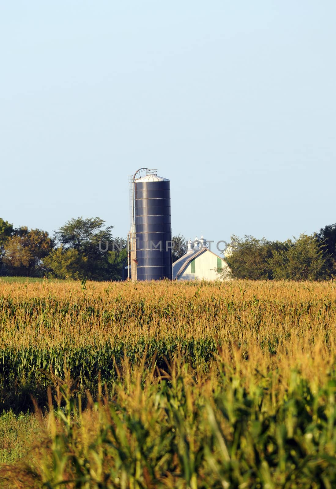 Farm with corn, silo and barn in the Midwest country