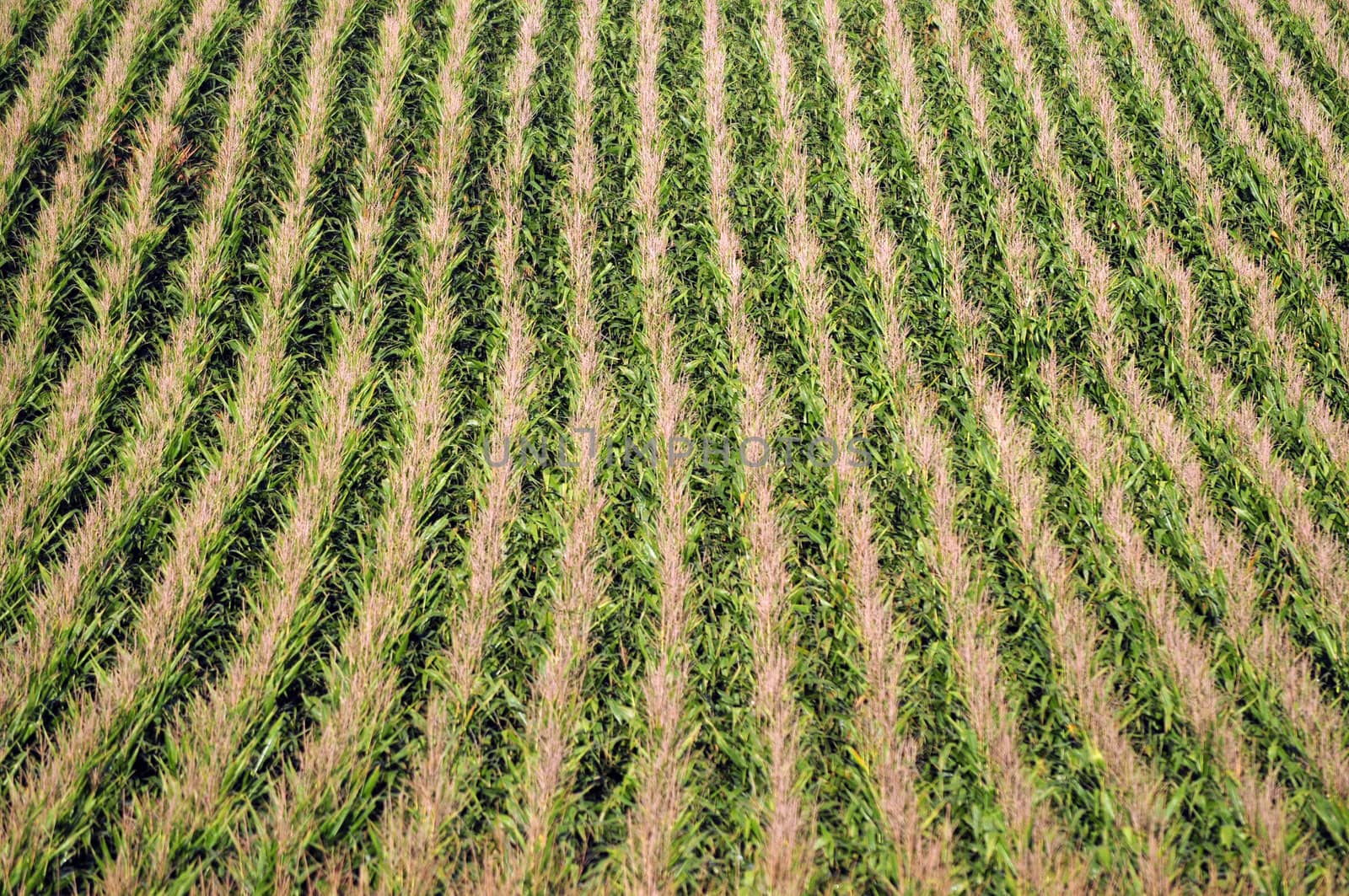 Rows of corn on a farm in the Midwest