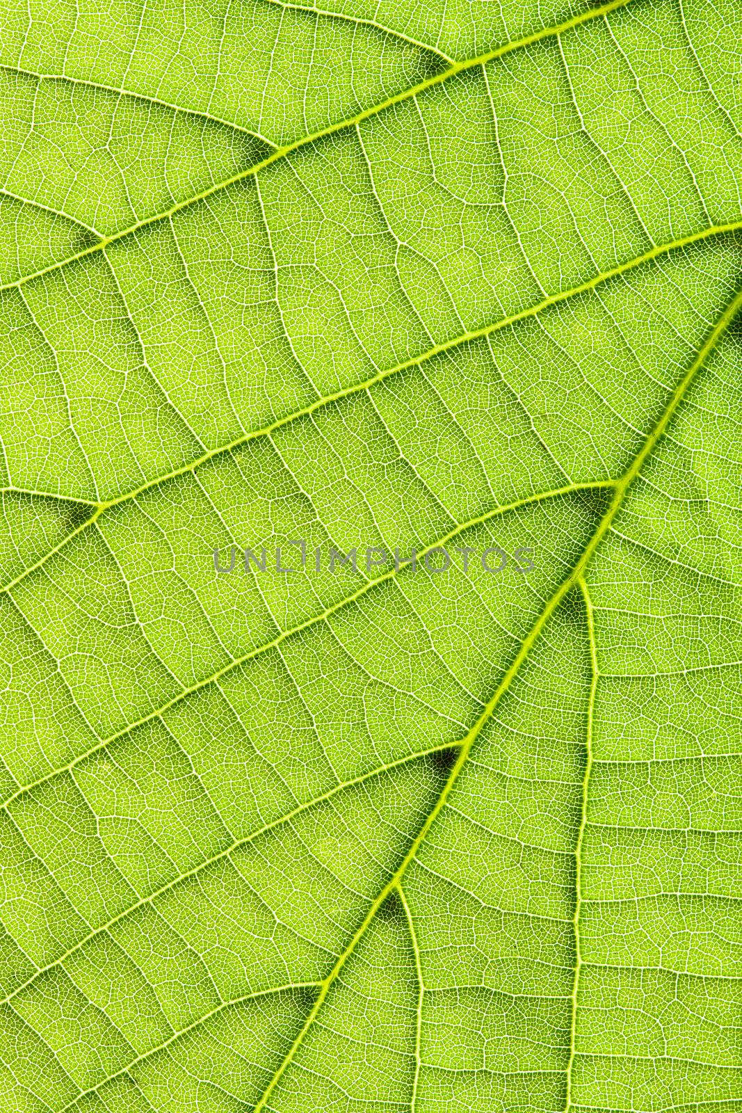 Leaf background vertical by Gbuglok