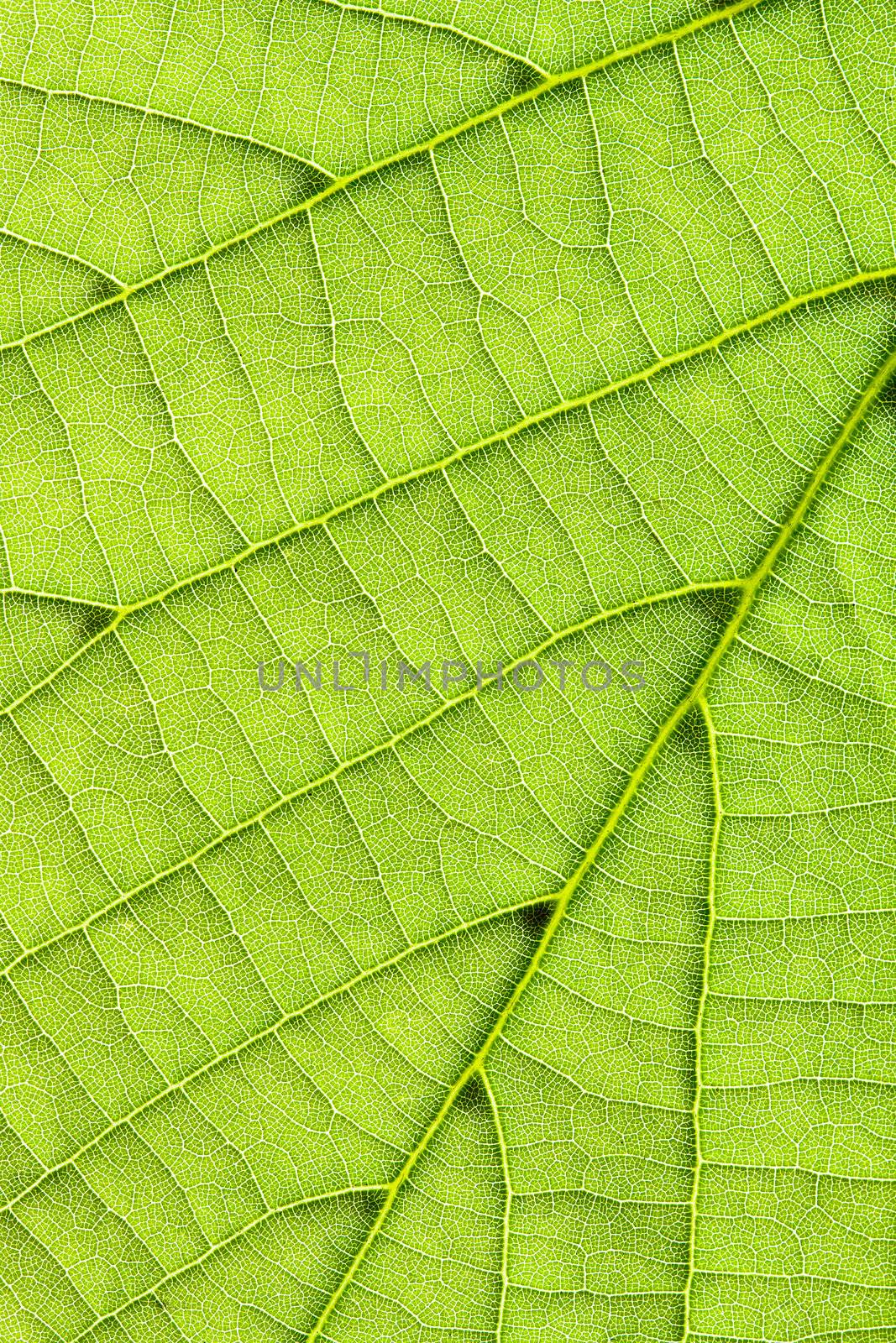 Closeup on fresh, green leaf in vertical frame