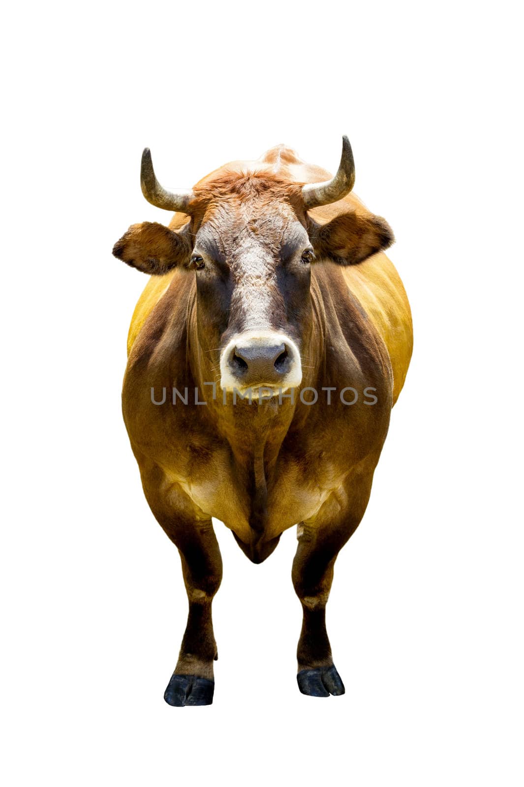 Front view of brown cow isolated on white background