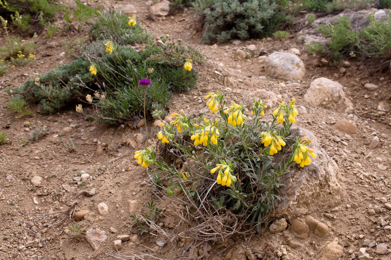 Several yellow and one purple flowers on a ground
