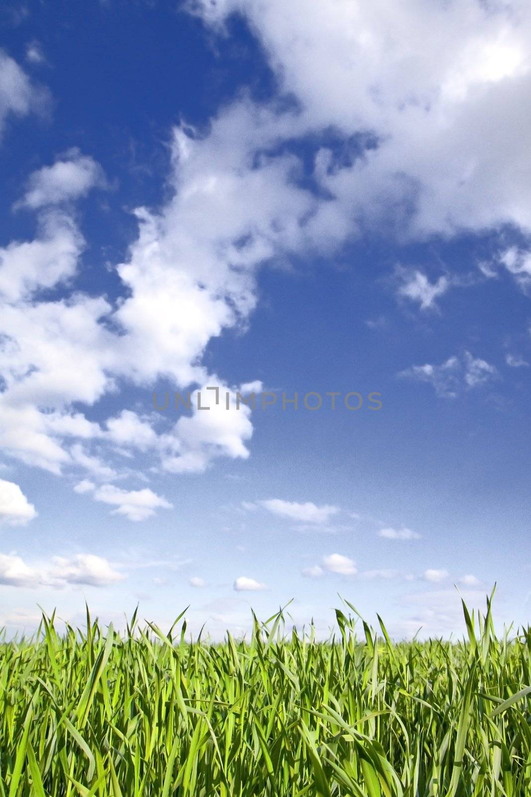 Closeup on green grass with cloudy blue sky