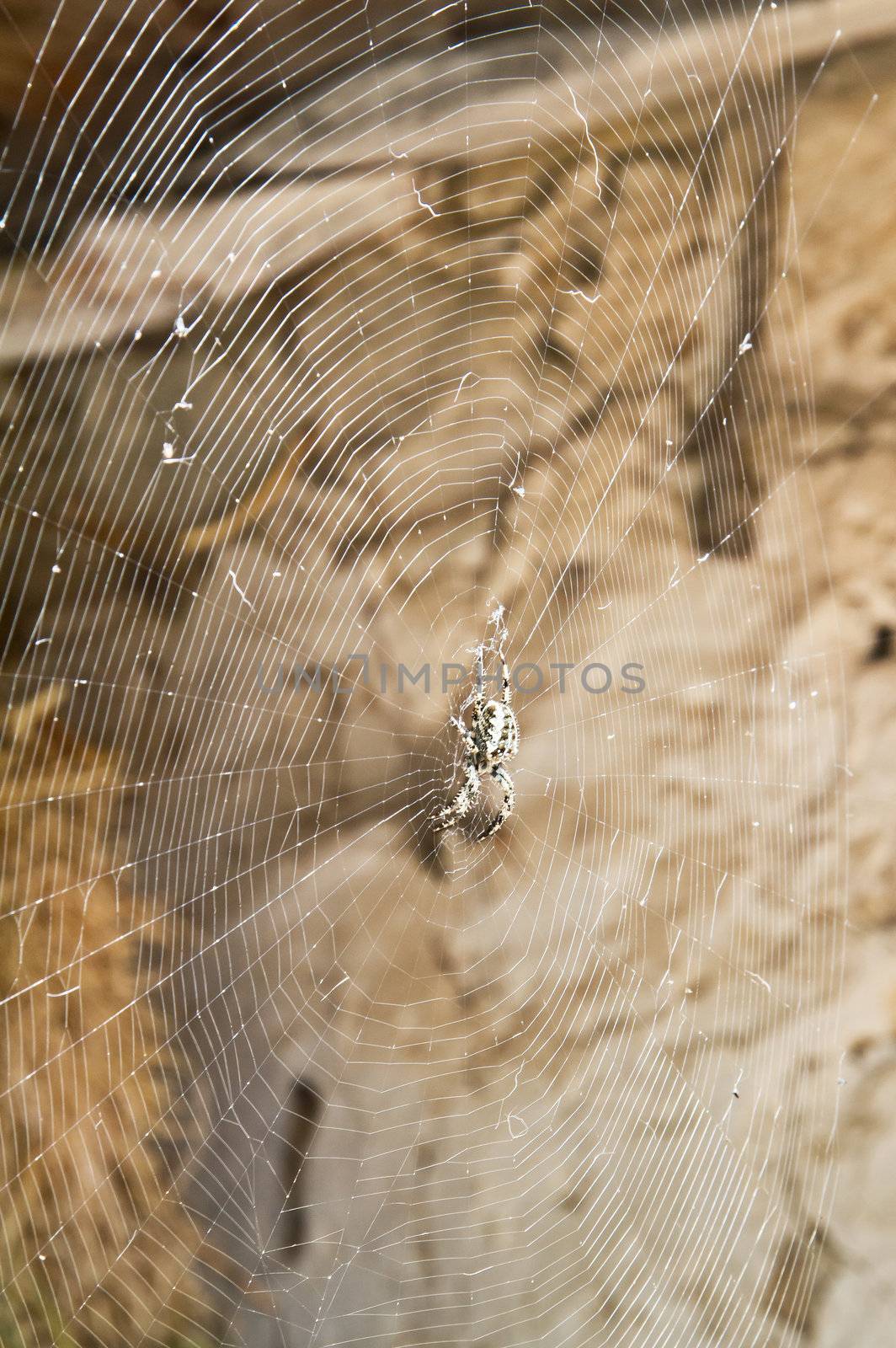 Spider waiting in the center of its web in a barn