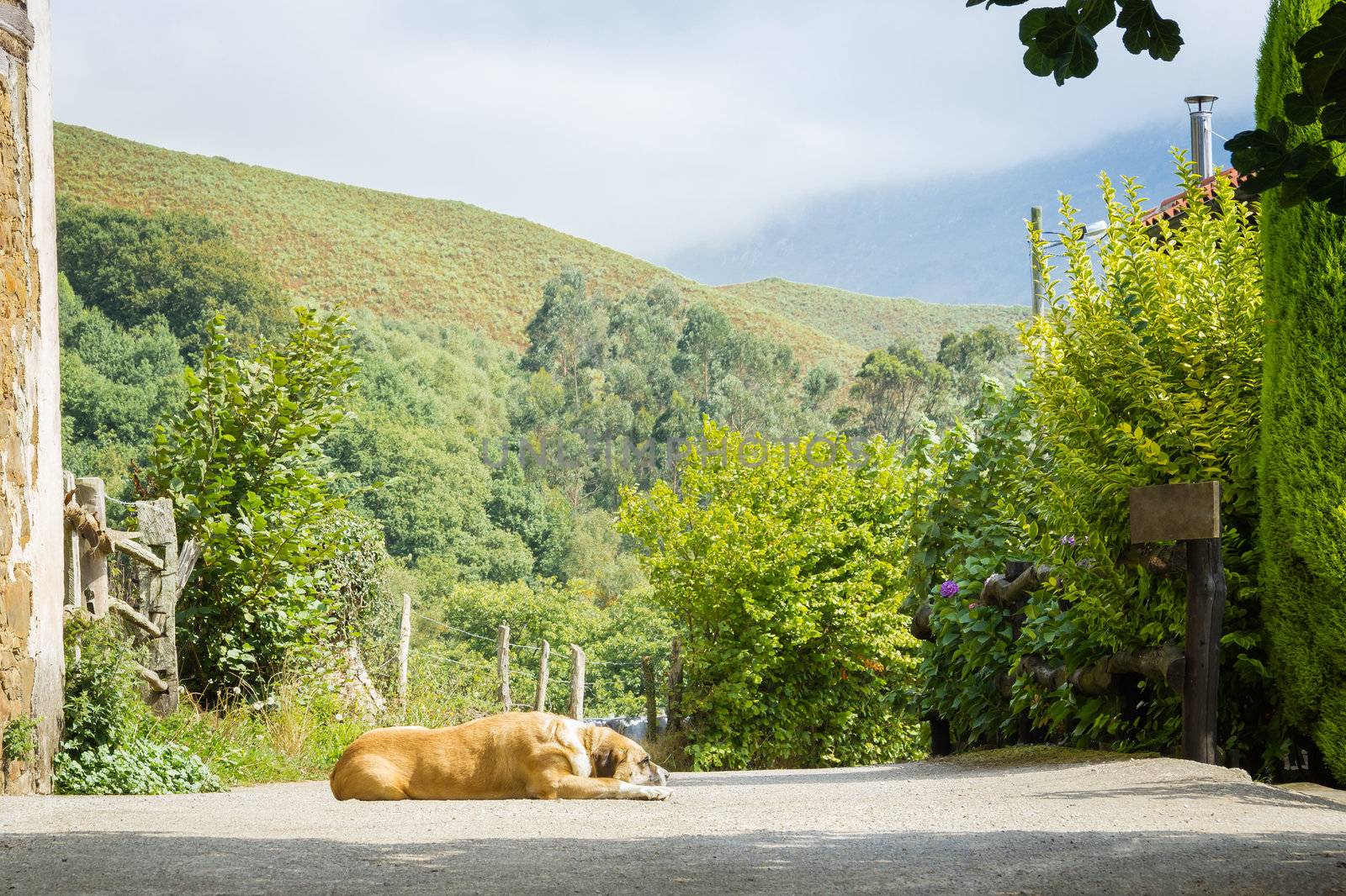 Dog lying in the middle of  road by doble.d