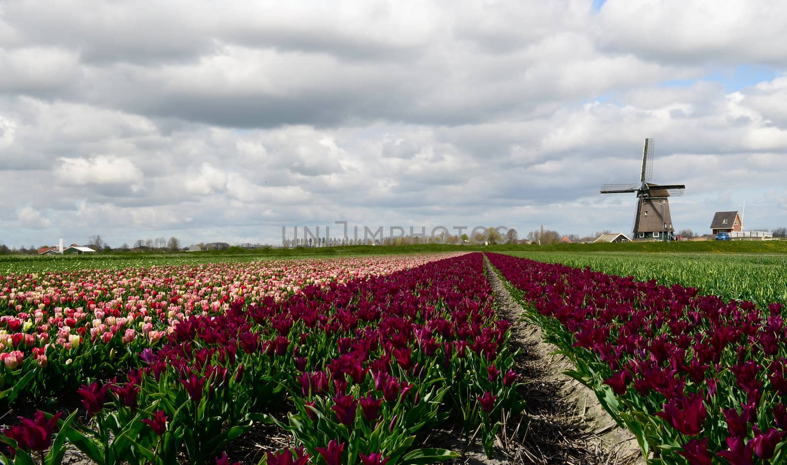 Tulips and a windmill in Holland by pljvv