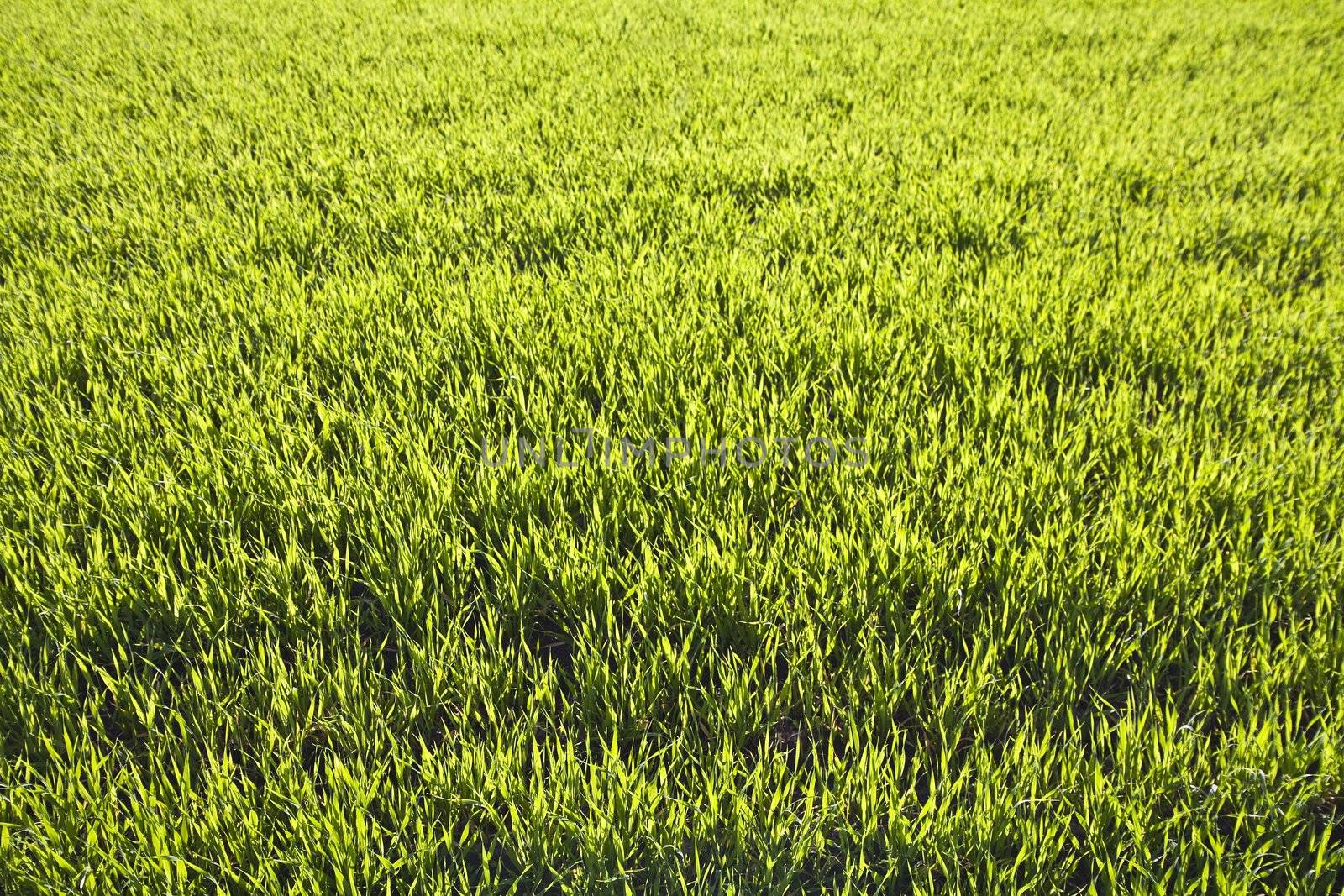 Fresh spring green grass, background for design