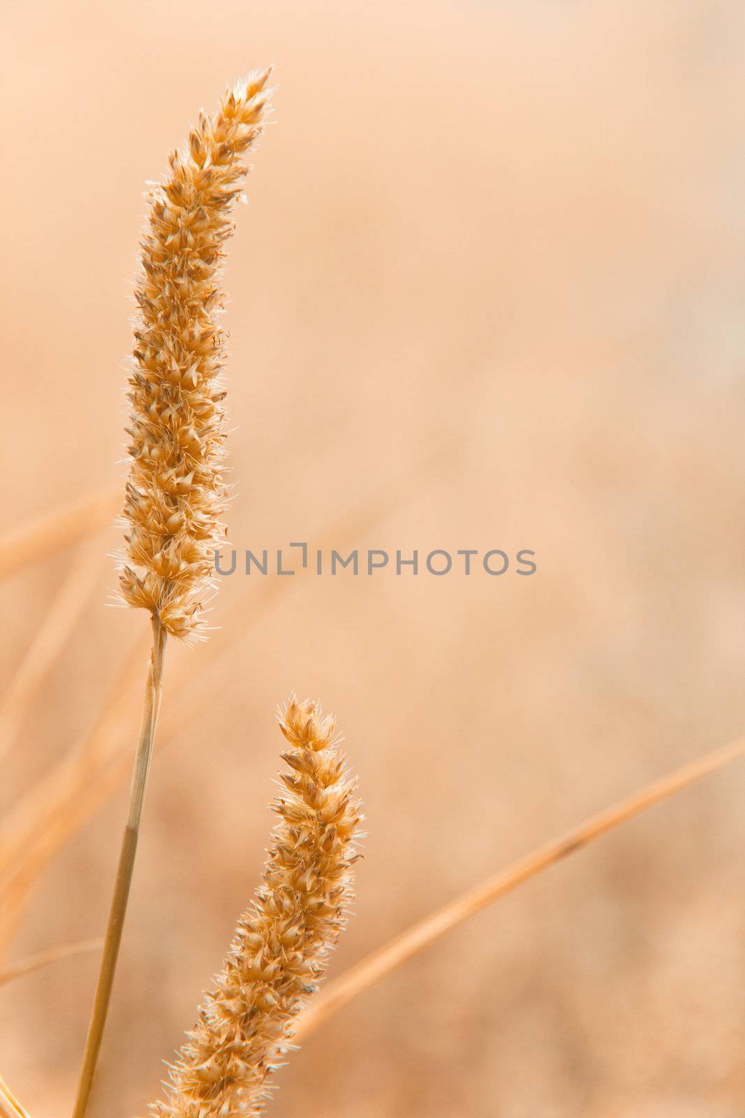 reed with sunrise light by ponsulak