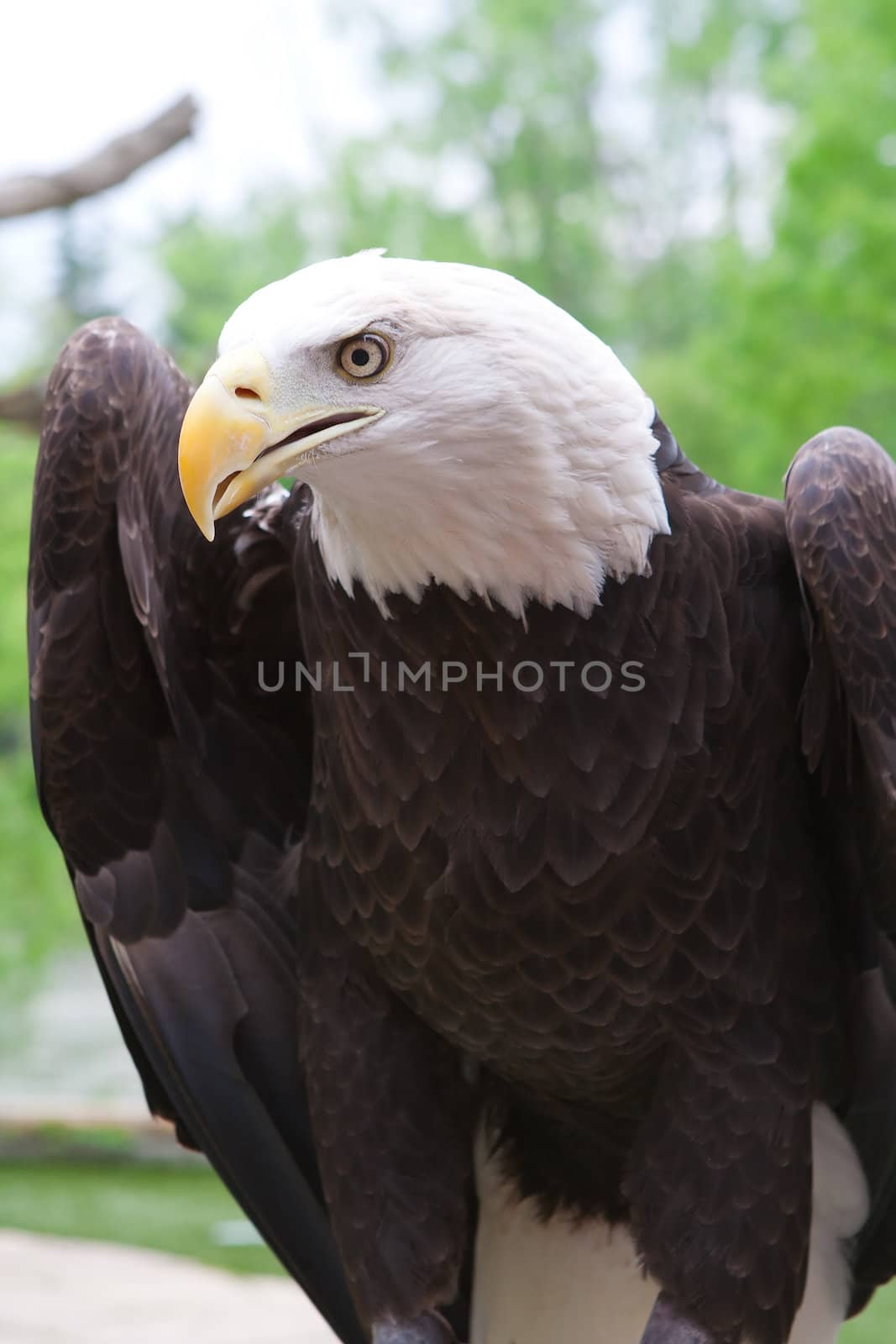 Close up head shot of an American bald eagle