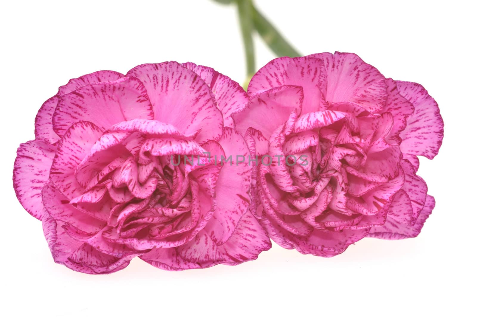 Two Carnations from Front