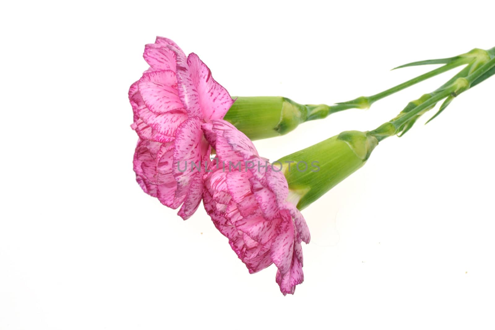 Pair of Pink Carnations from side