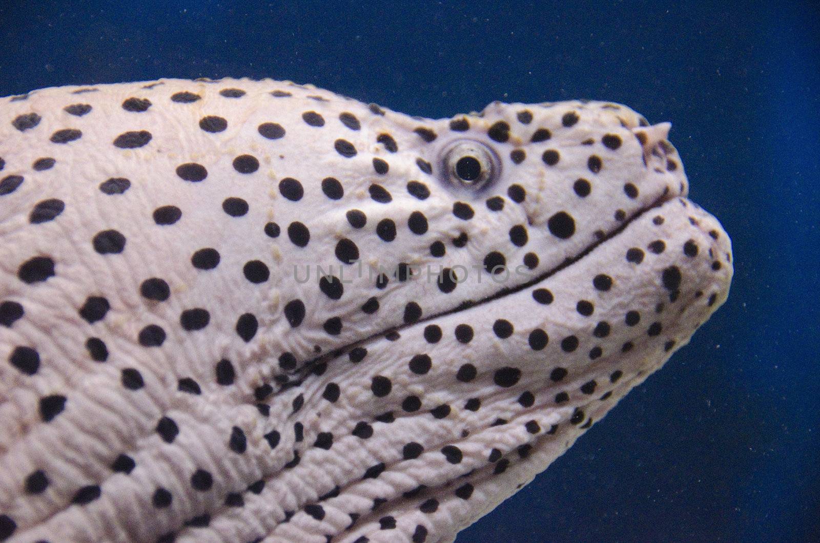 Head of a Moray eel in an aquarium in front of blue background