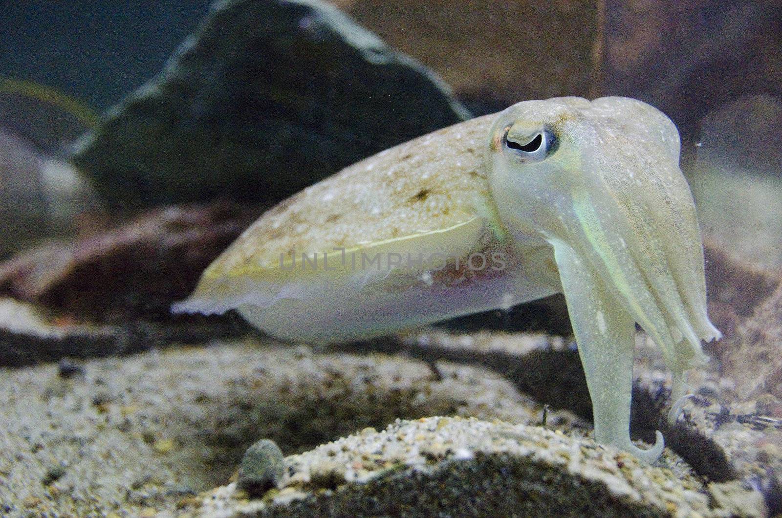 Cuttlefish swimming in the water in an aquarium