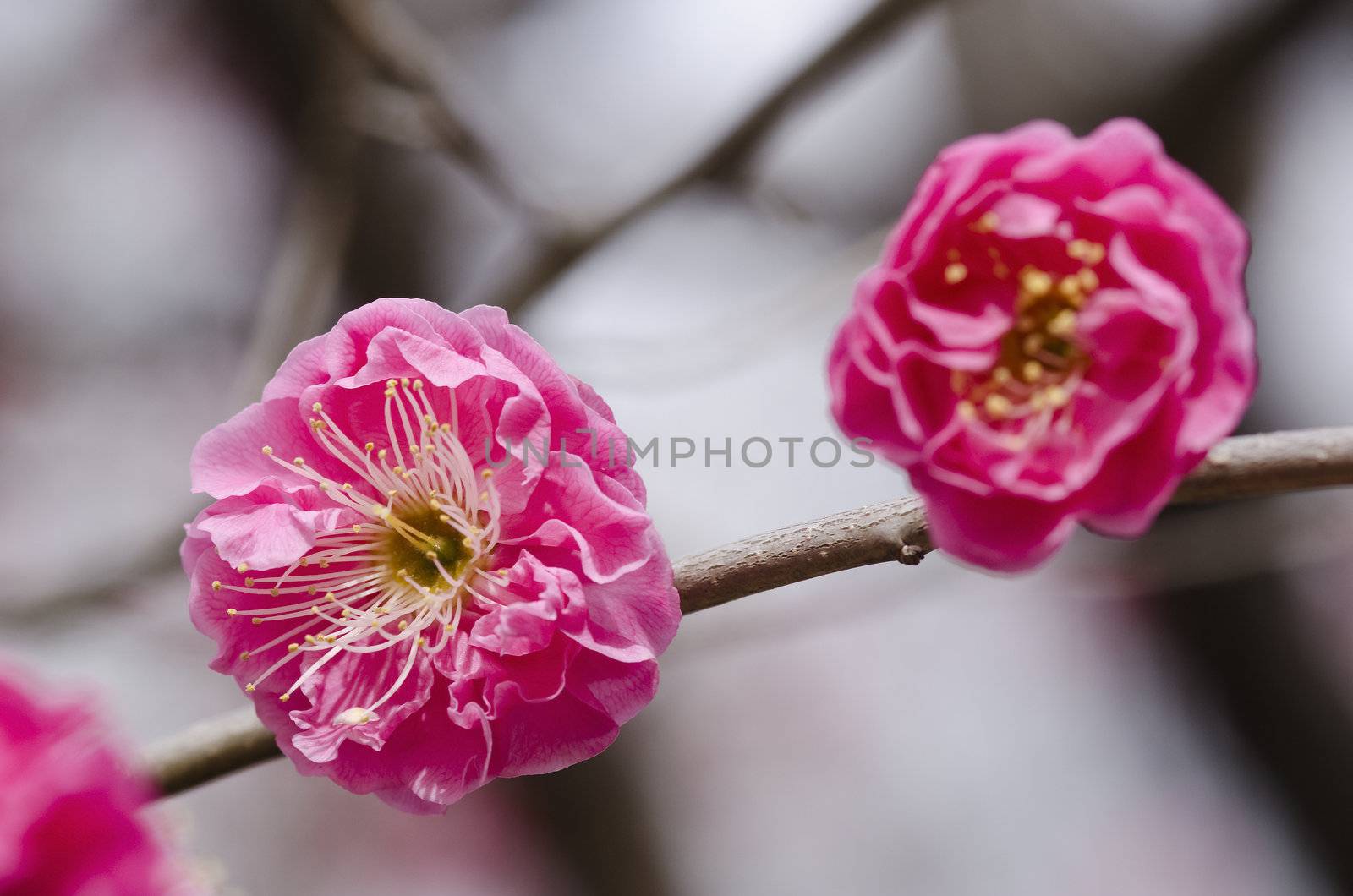 Pink flowers of a plum tree in spring 