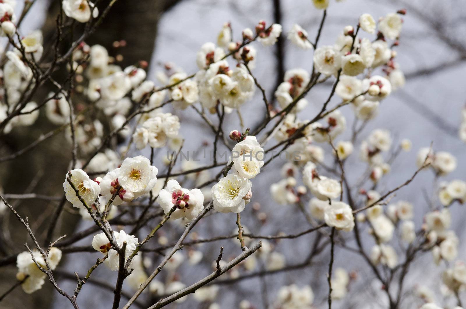 White flowers of a plum tree in spring 