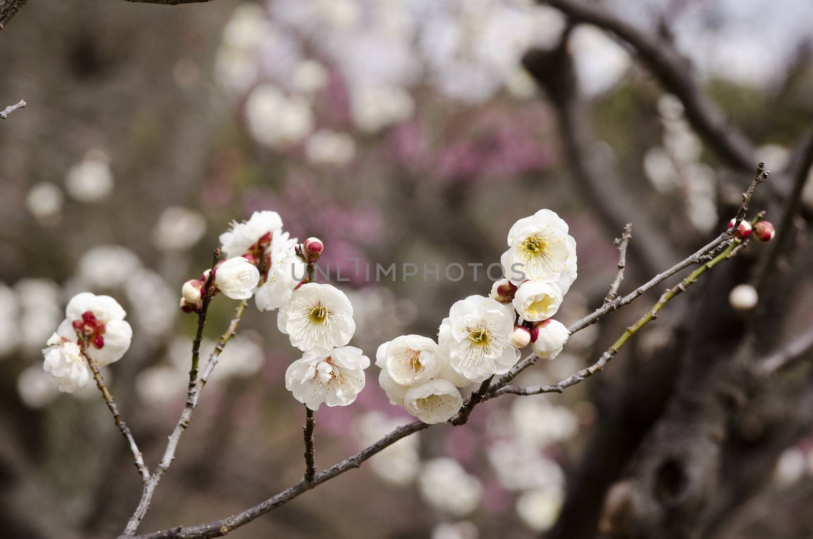 Plum flowers by Arrxxx