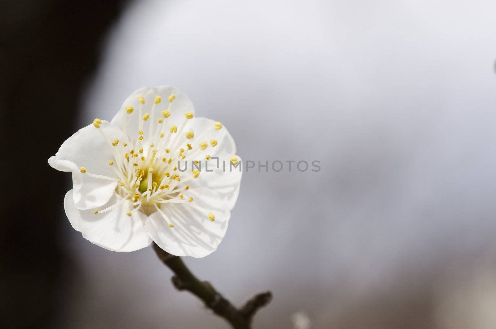 White flowers of a plum tree in spring 