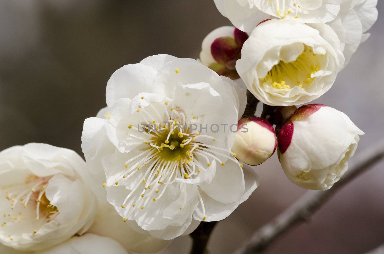 White flowers of a plum tree in spring 