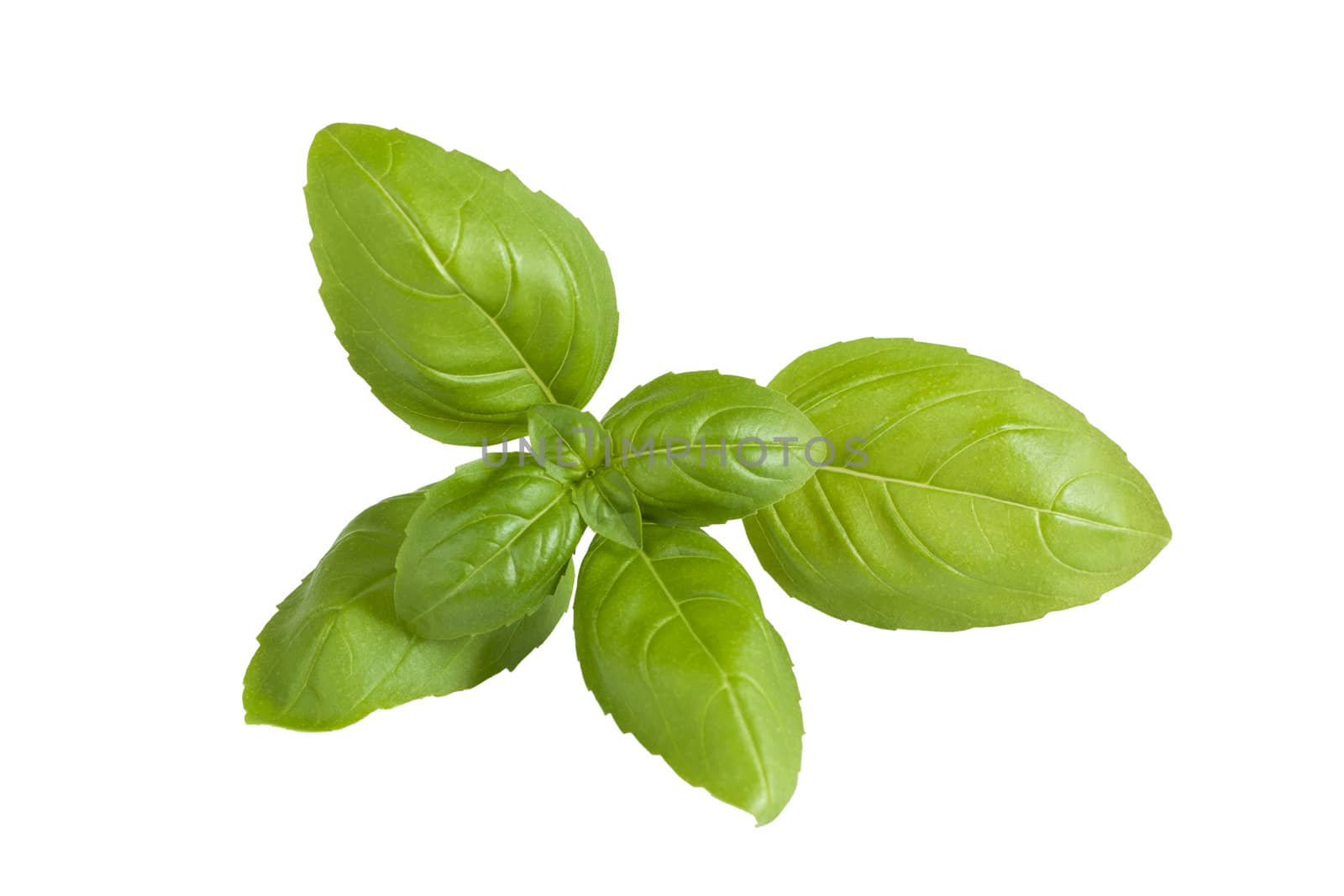 Closeup of fresh basil sprig isolated on a white background.