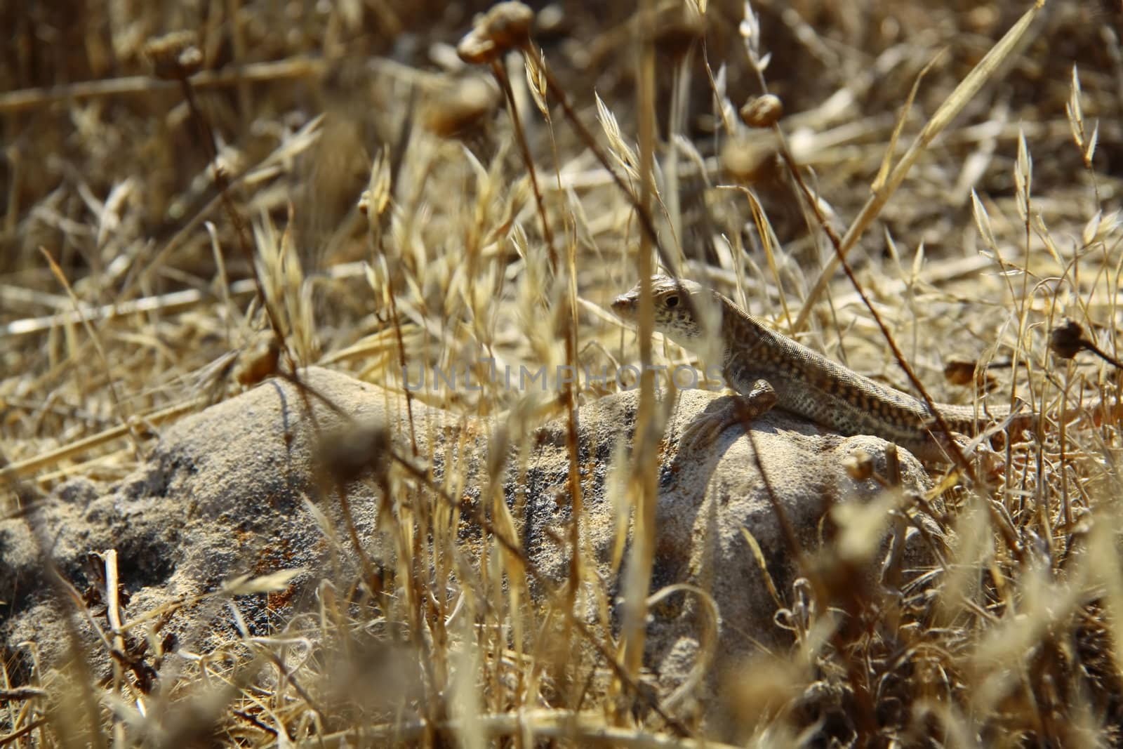 lizard on rock walking slowly seaching for hunting