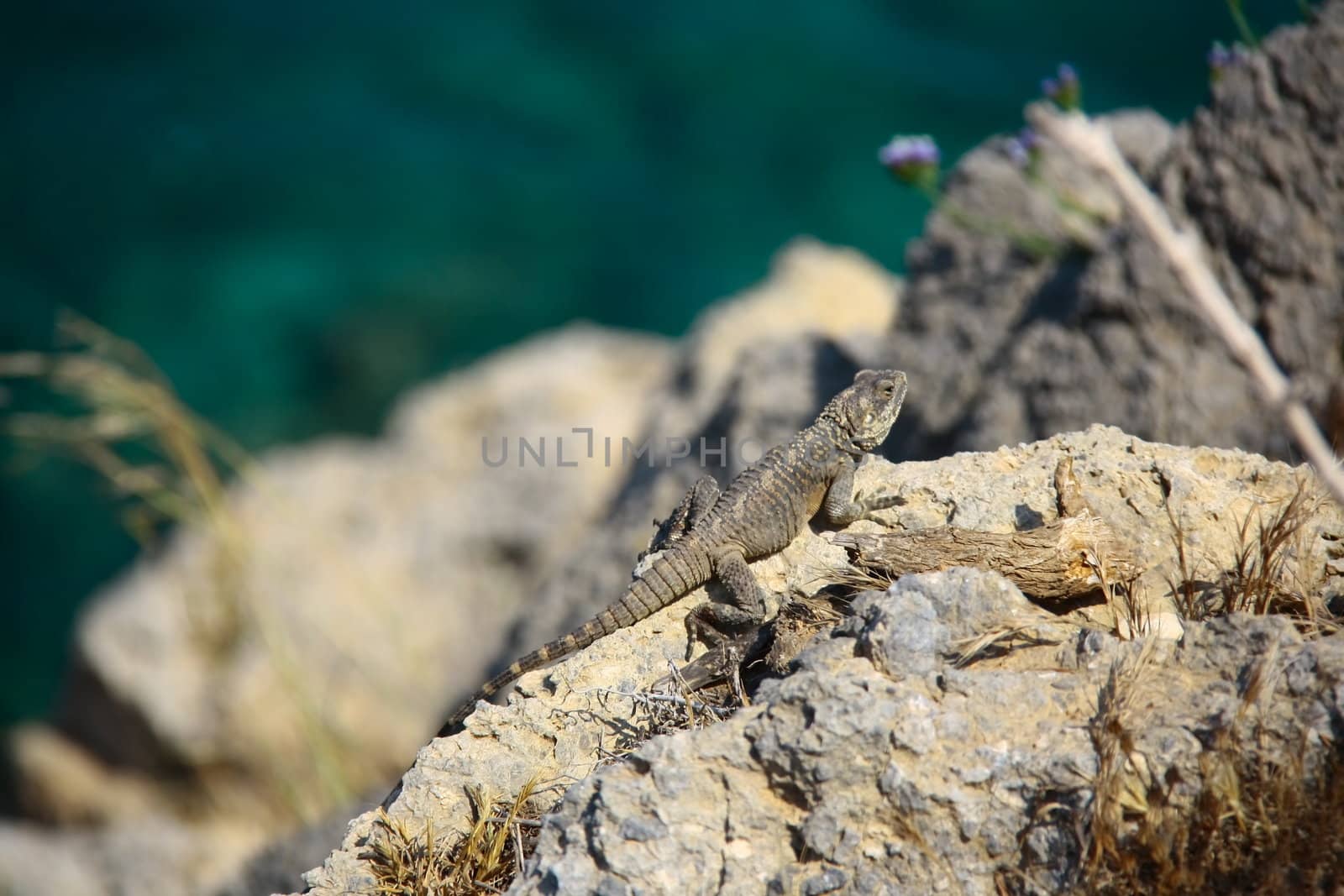 lizard on rock walking slowly seaching for hunting