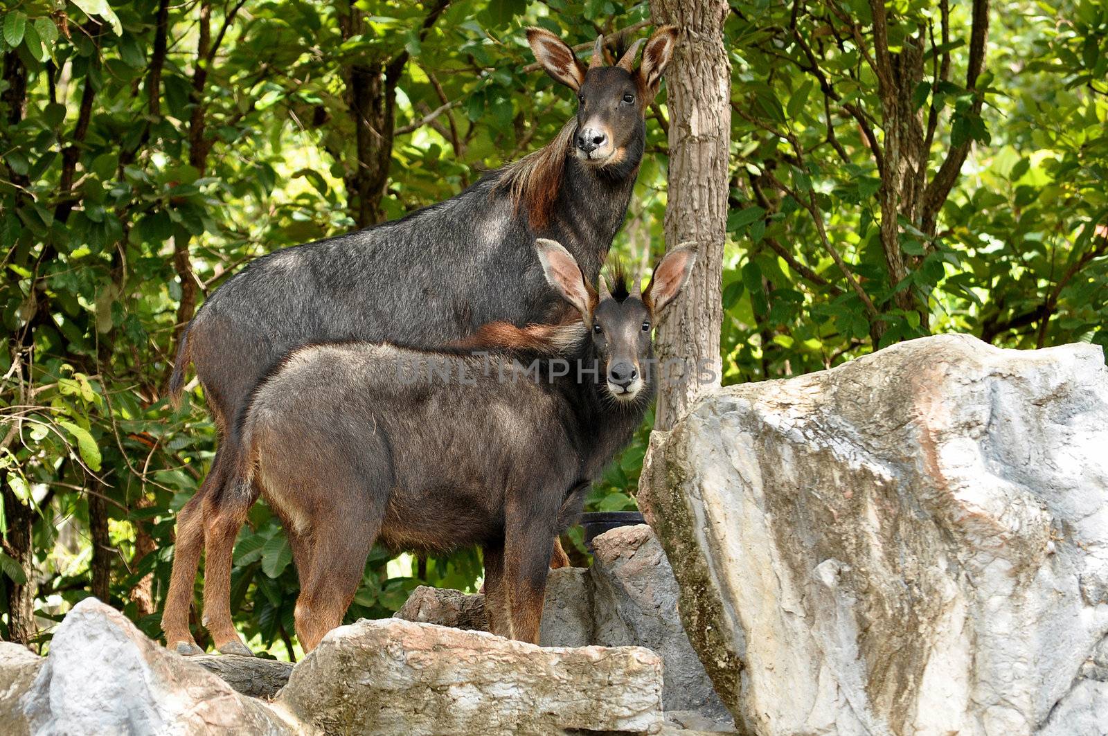 The Sumatran Serow is threatened due to habitat loss and hunting, leading to it being evaluated as vulnerable by the IUCN.
