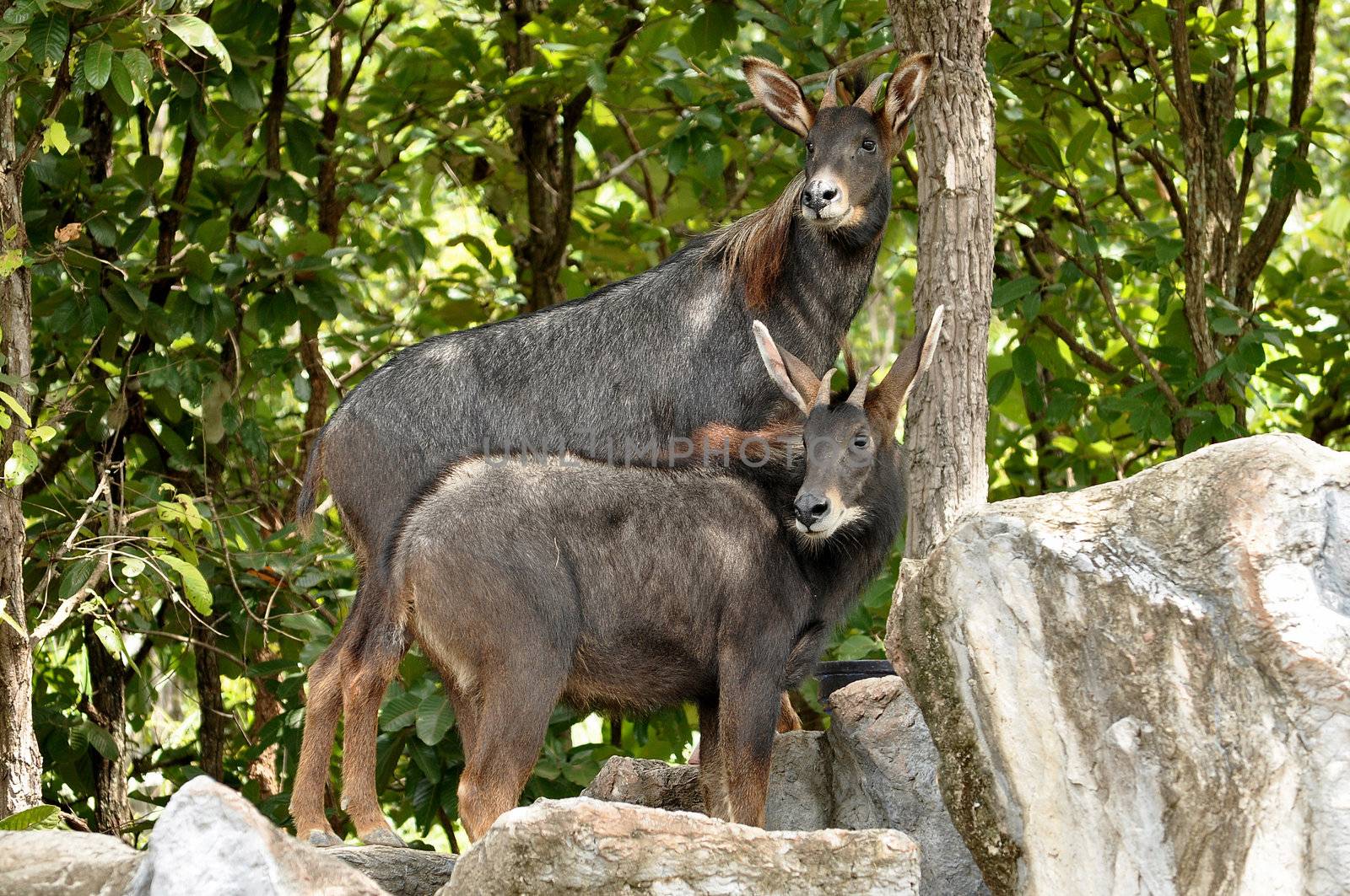 The Sumatran Serow is threatened due to habitat loss and hunting, leading to it being evaluated as vulnerable by the IUCN.
