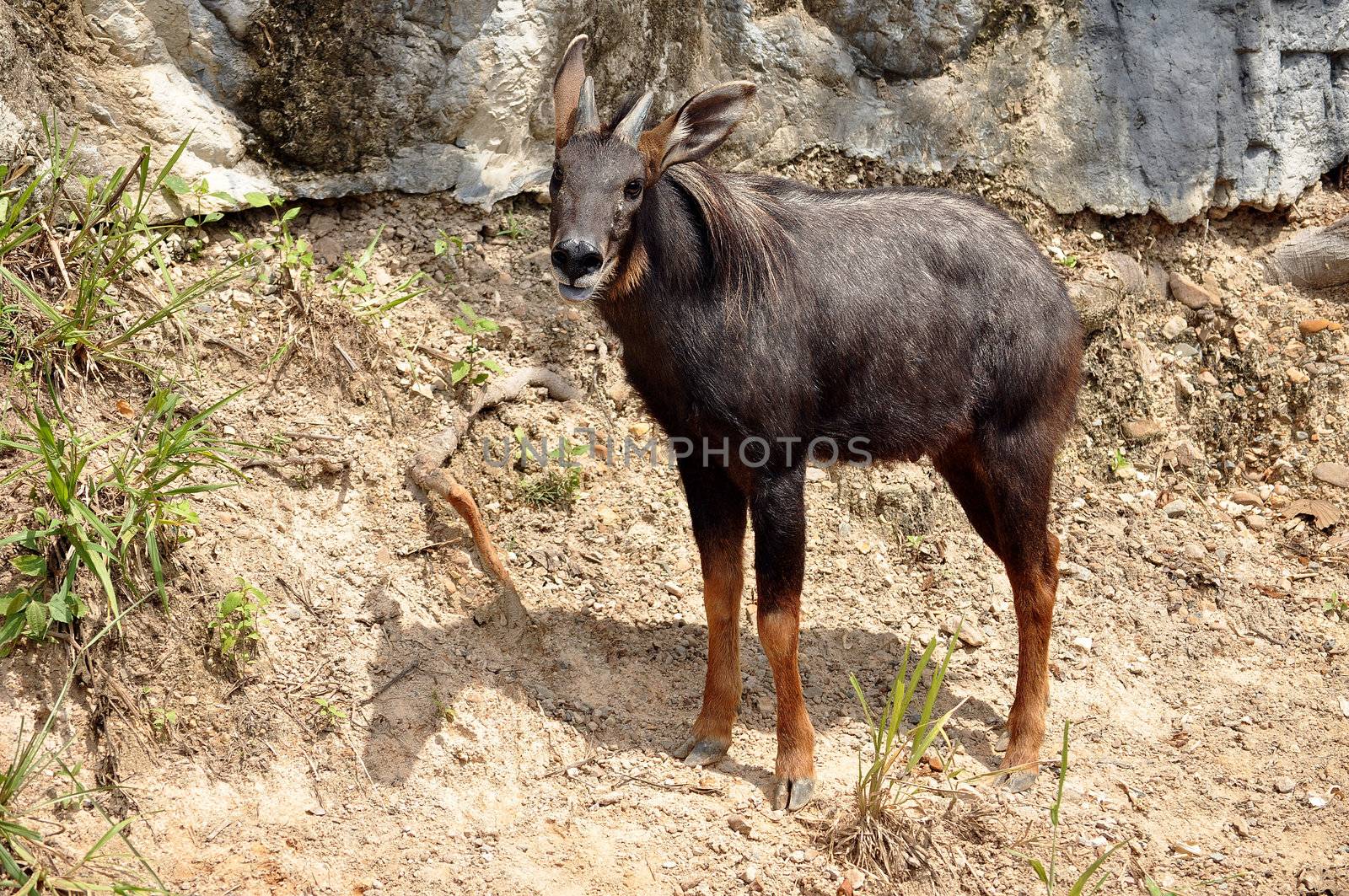 The Sumatran Serow is threatened due to habitat loss and hunting, leading to it being evaluated as vulnerable by the IUCN.
