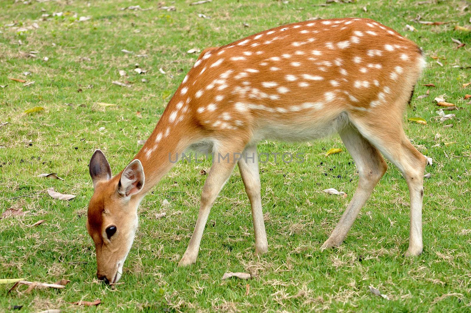 The Sika deer is one of the few deer species that does not lose its spots upon reaching maturity.
