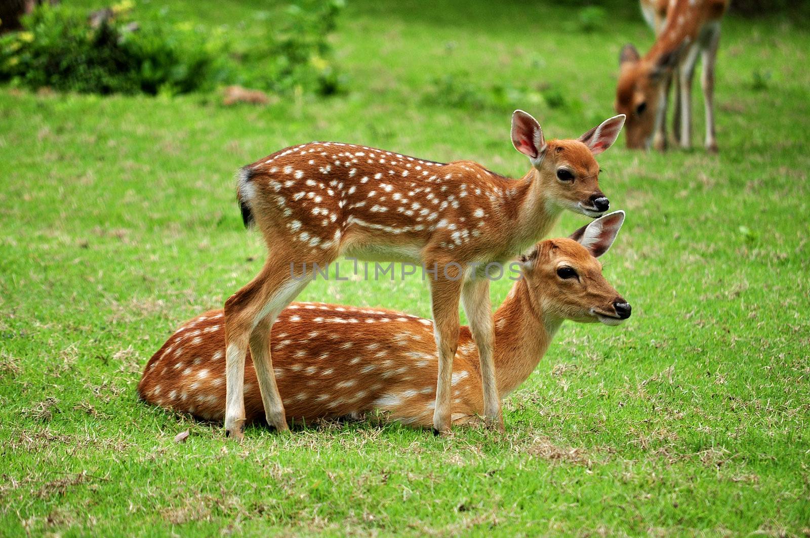 The Sika deer is one of the few deer species that does not lose its spots upon reaching maturity.
