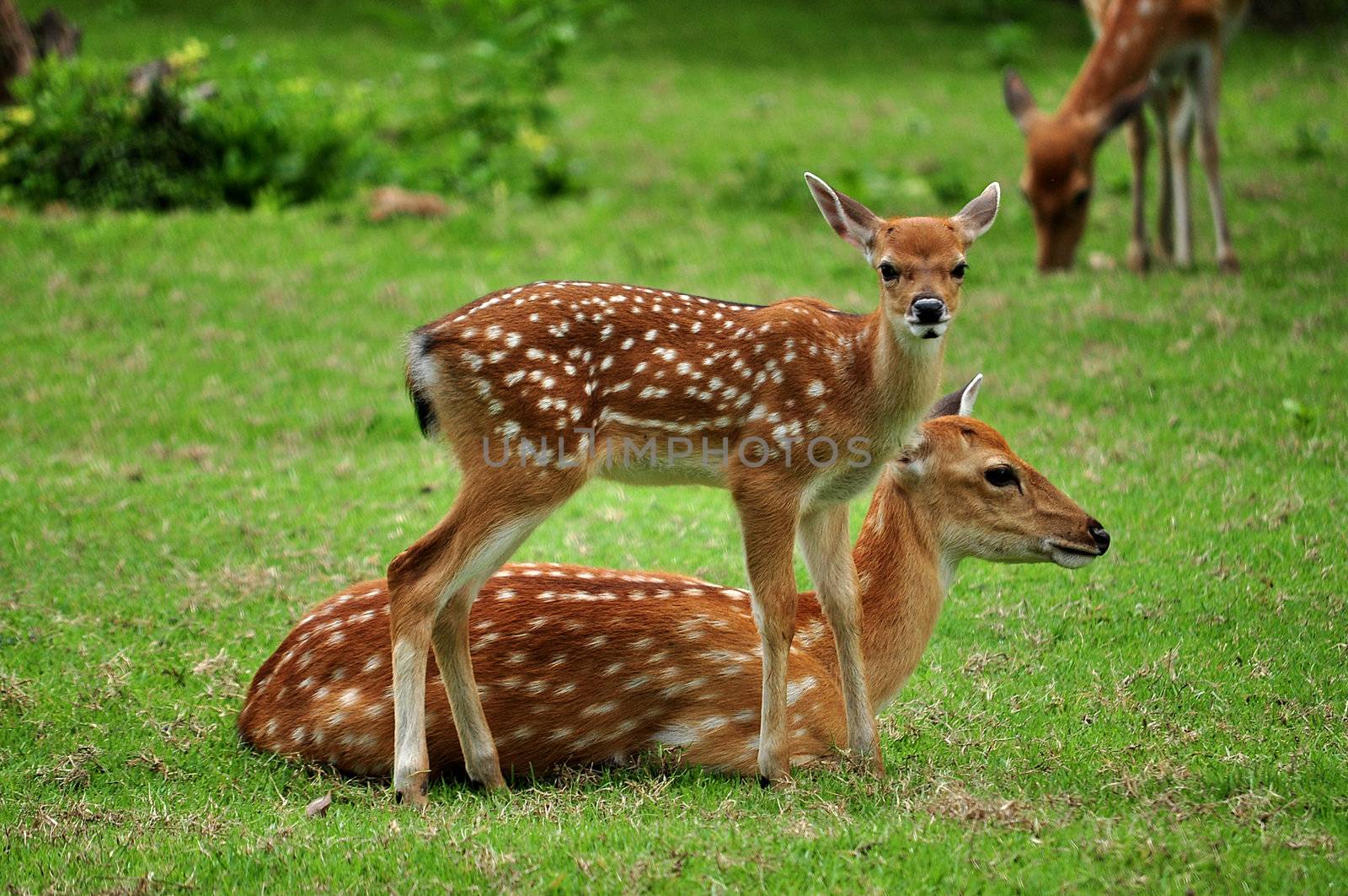 The Sika deer is one of the few deer species that does not lose its spots upon reaching maturity.
