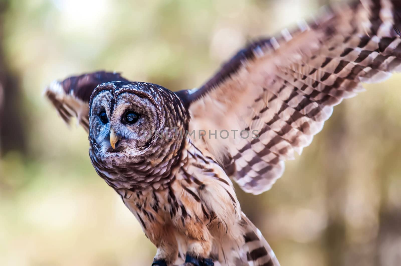 Owls are the order Strigiformes, constituting 200 extant bird of prey species. Most are solitary and nocturnal