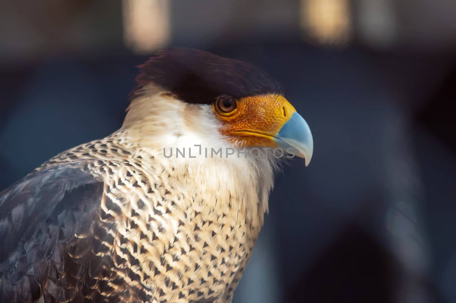 Beautiful colored crested caracara hawk intense look