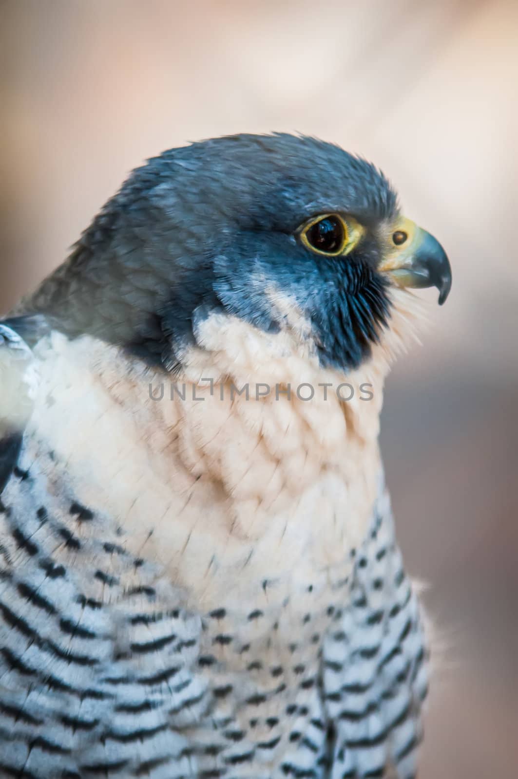 closeup of aragorn raptor bird from family of falcons