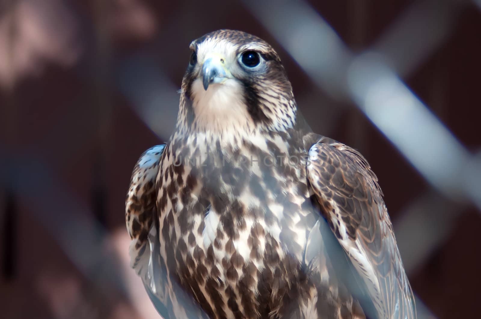 saker falcon by digidreamgrafix