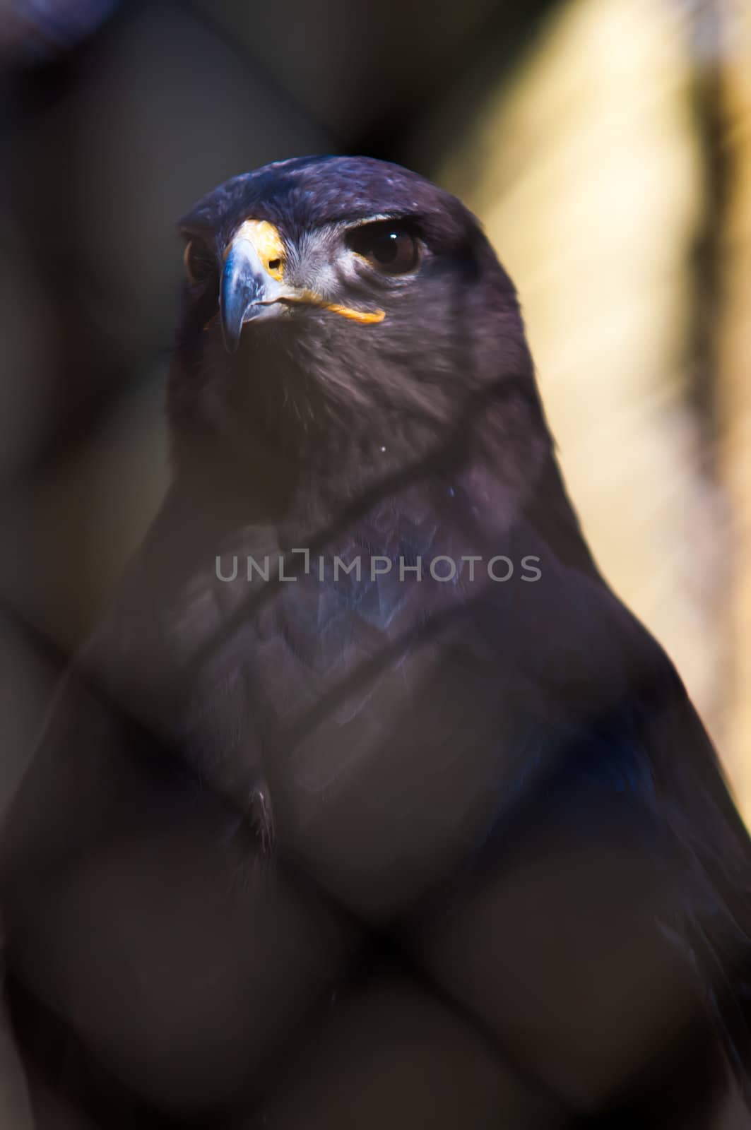 hawk or falcon bird