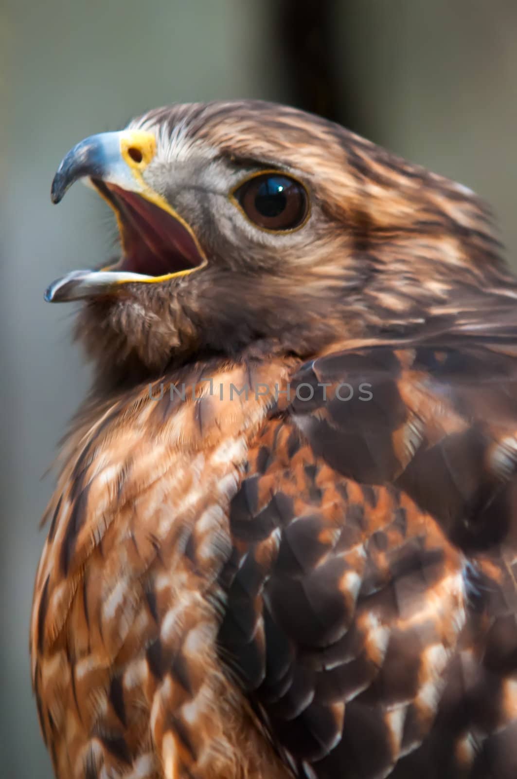 hawk falcon raptor bird