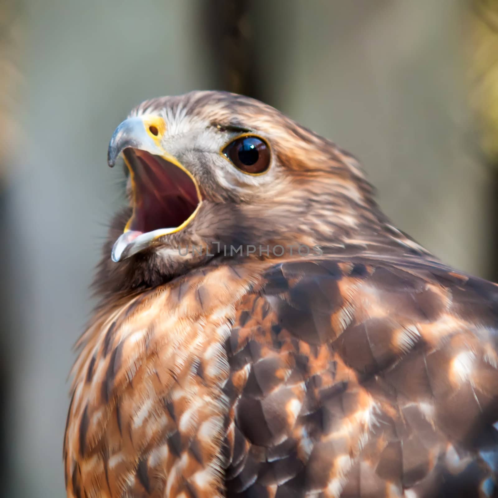 hawk falcon raptor bird