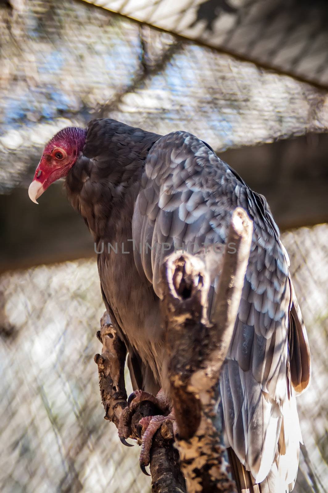 turkey vulture by digidreamgrafix