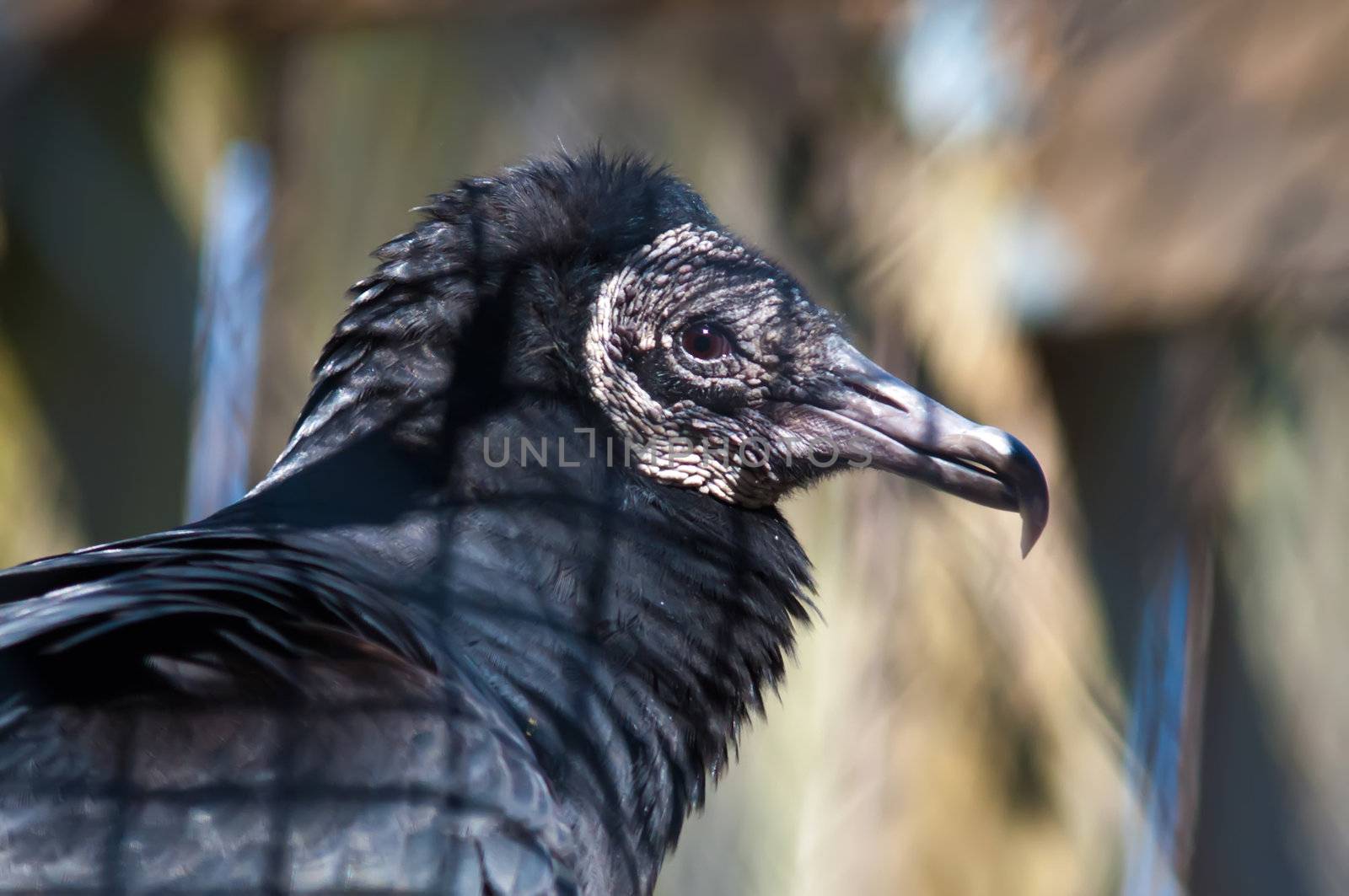 black vulture by digidreamgrafix