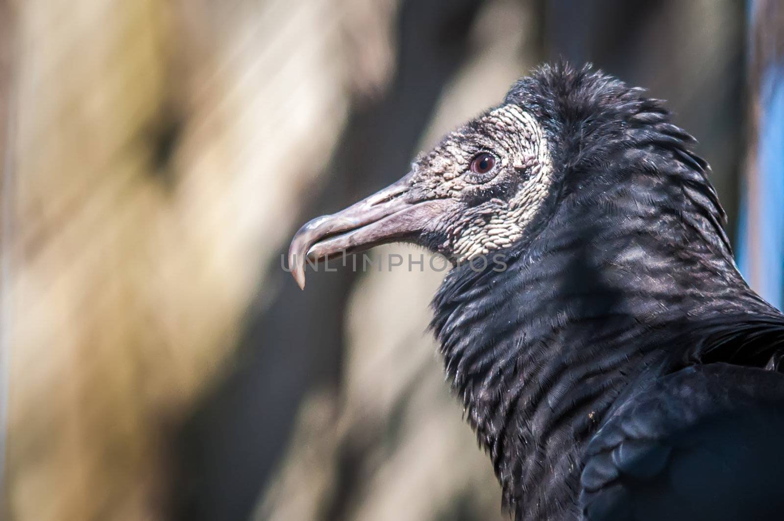 black vulture