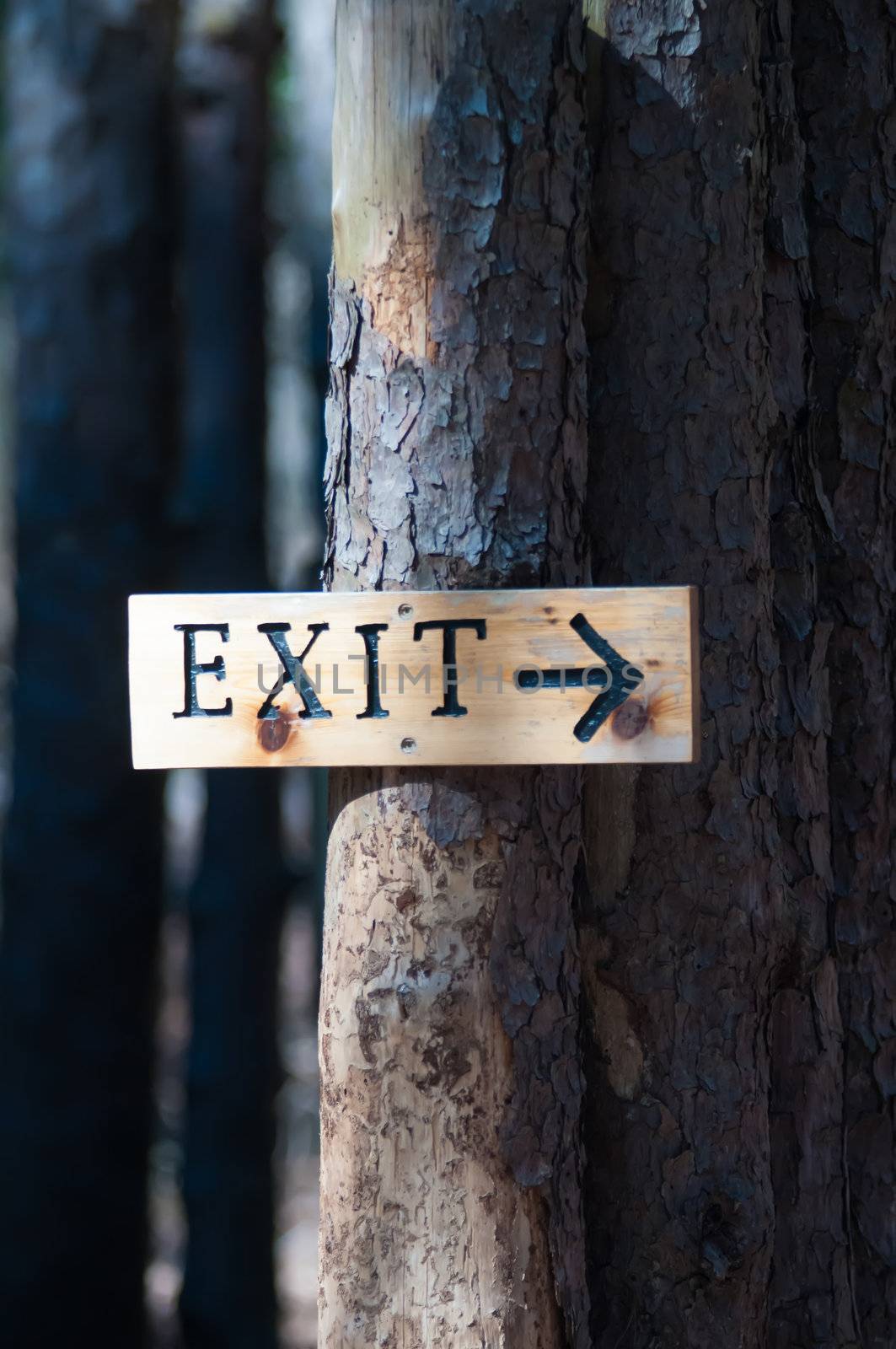 exit sign on tree