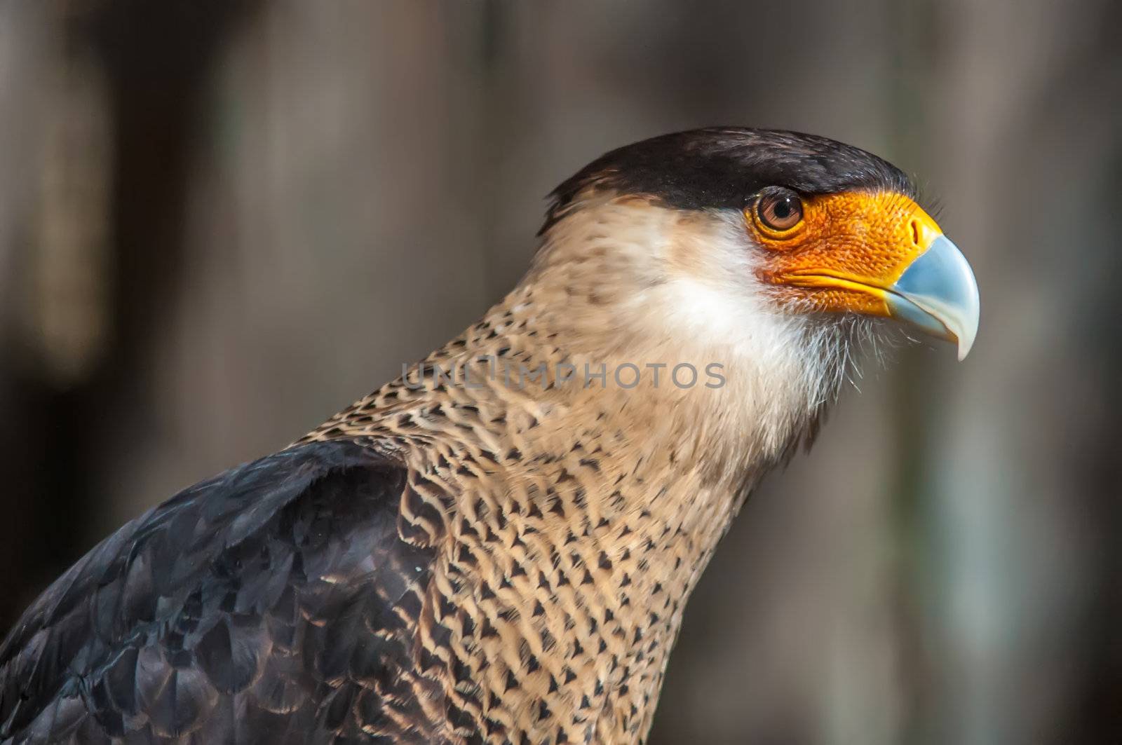 Beautiful colored crested caracara hawk intense look