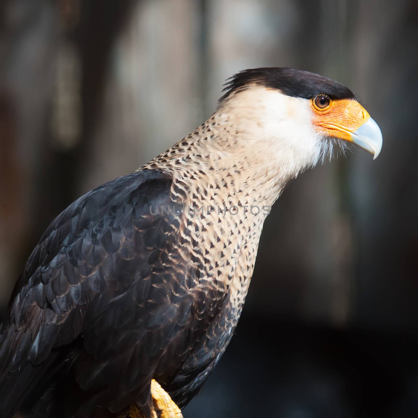 crested caracara by digidreamgrafix