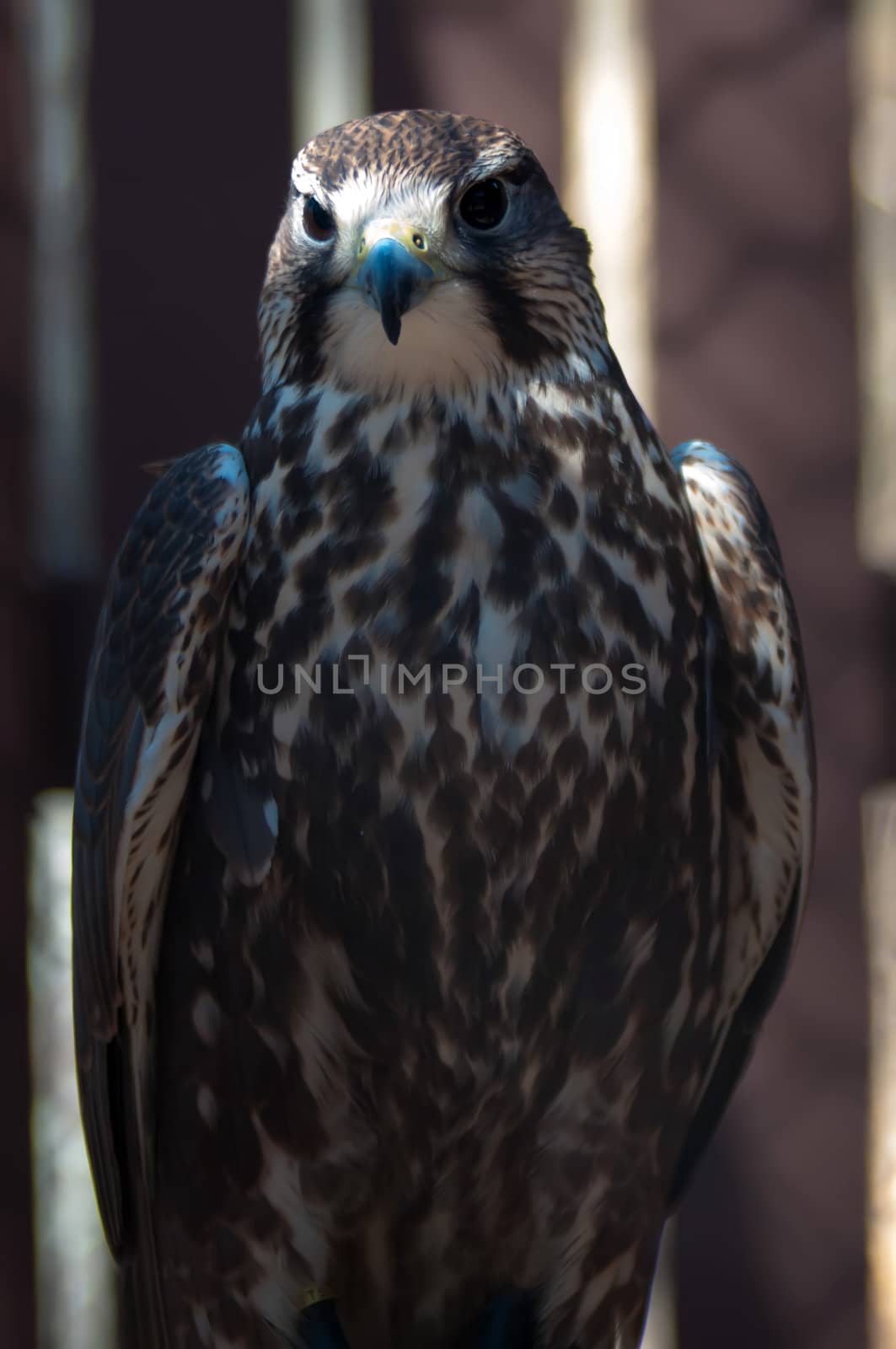 saker falcon recovering from injury in the cage