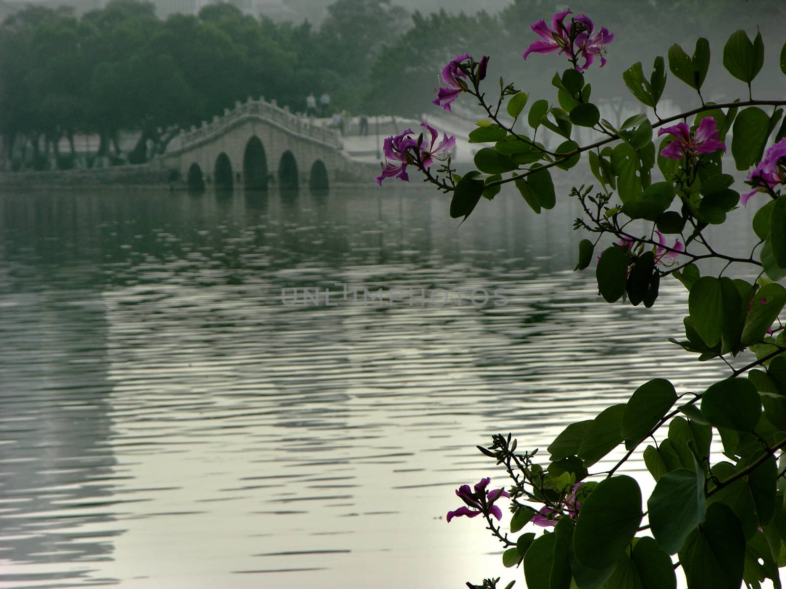 Hong Kong Orchid Tree, Bauhina Blakeana in Chinese garden and bridge, Huizhou West Lake, Guangdong Province, China