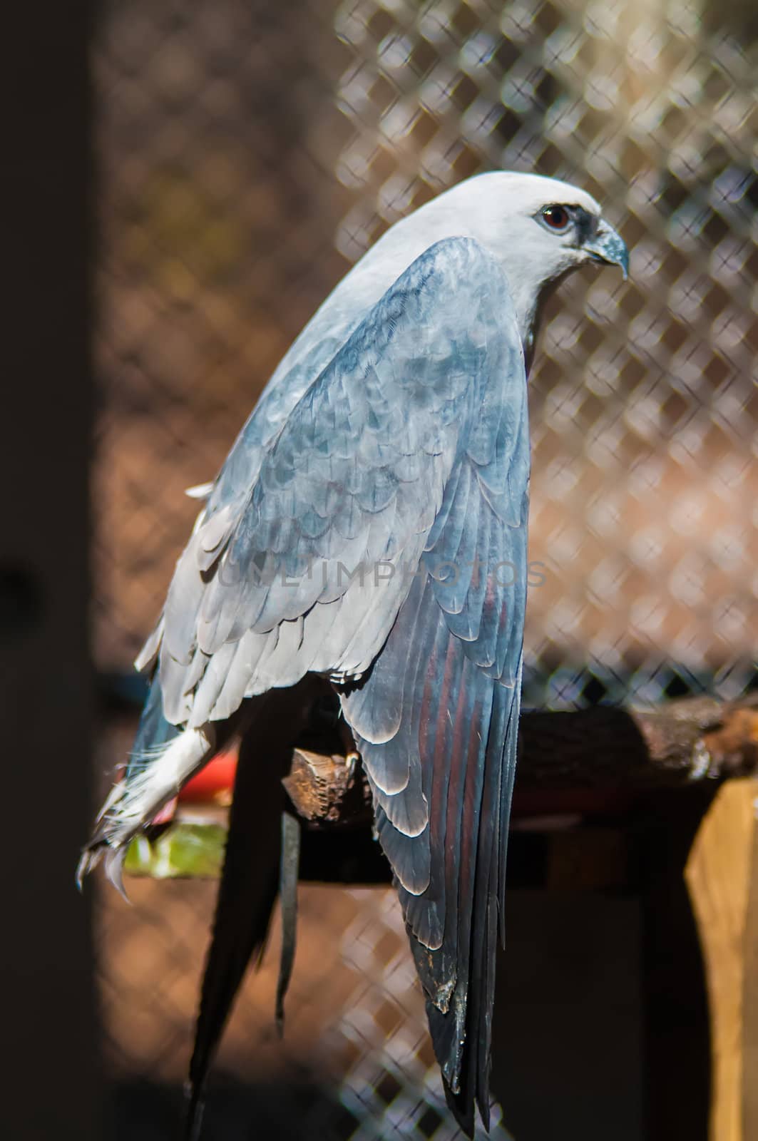 Mississippi Kite by digidreamgrafix