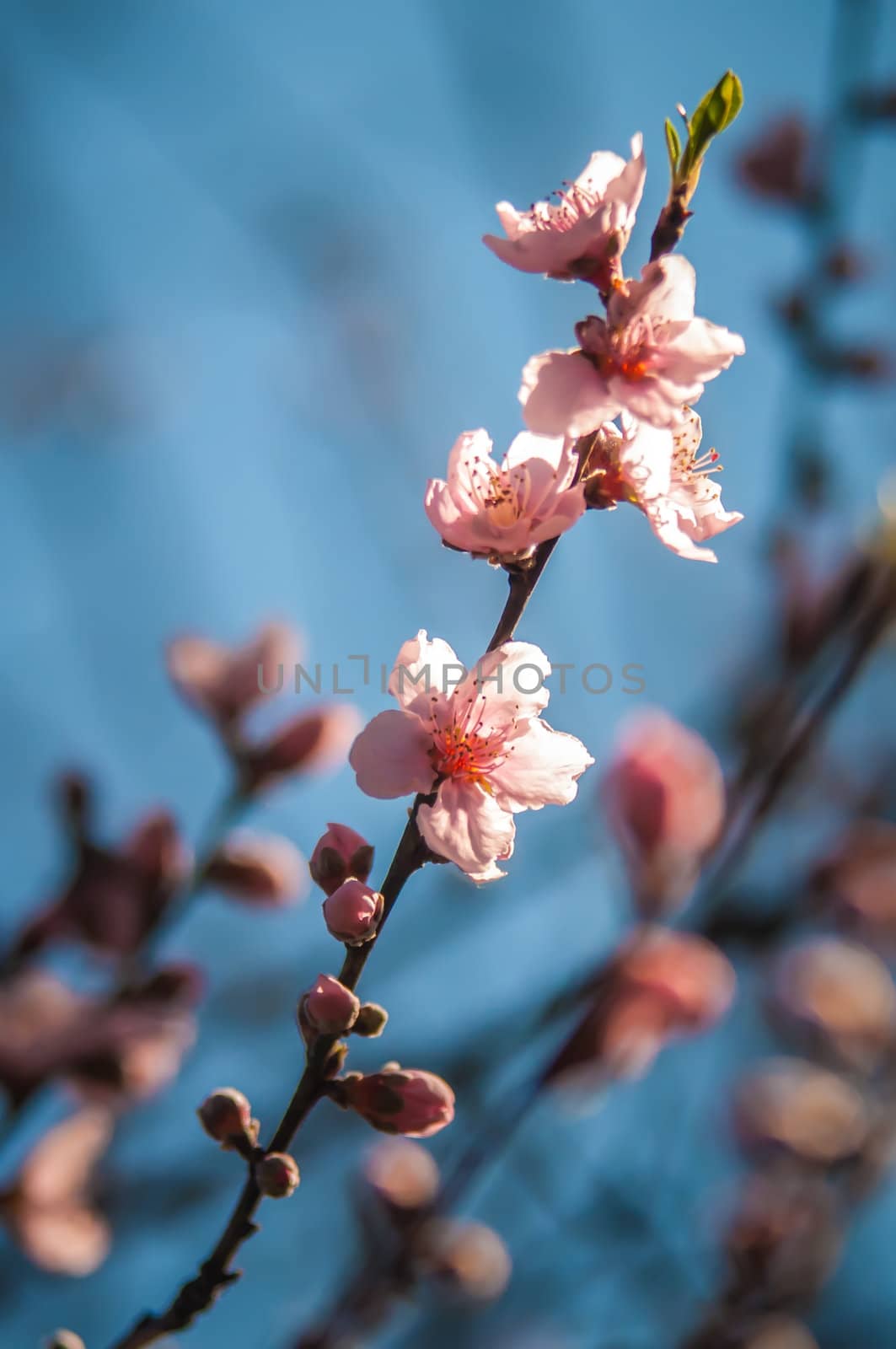 Spring peach blossom in garden with blue sky background