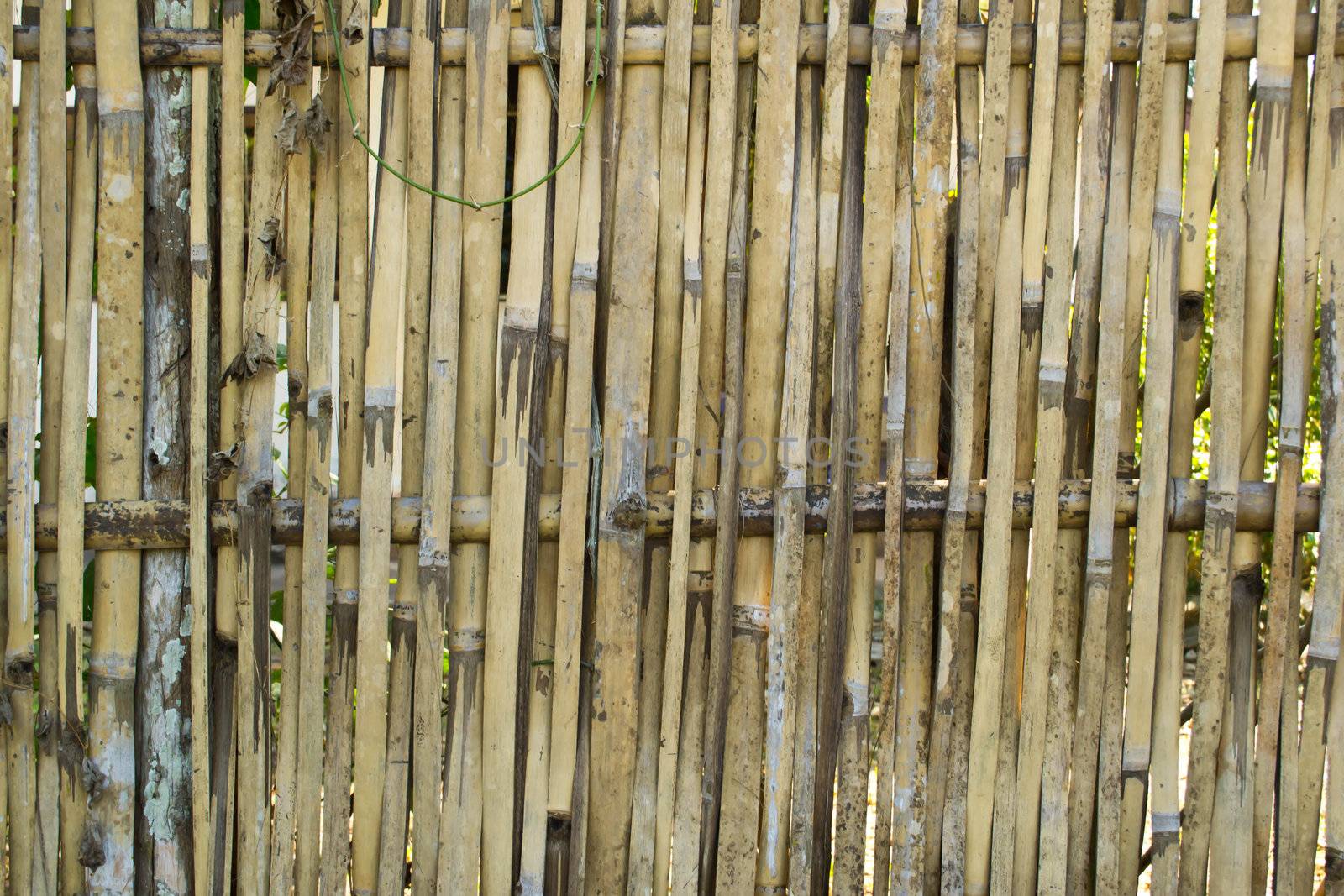 Bamboo fence